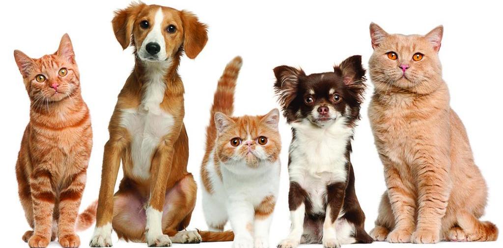 Доска объявлений о животных | ЗооТом - продажа, вязка и услуги для животных в Петровске