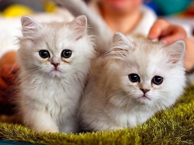 Породы кошек в Петровске | ЗооТом портал о животных