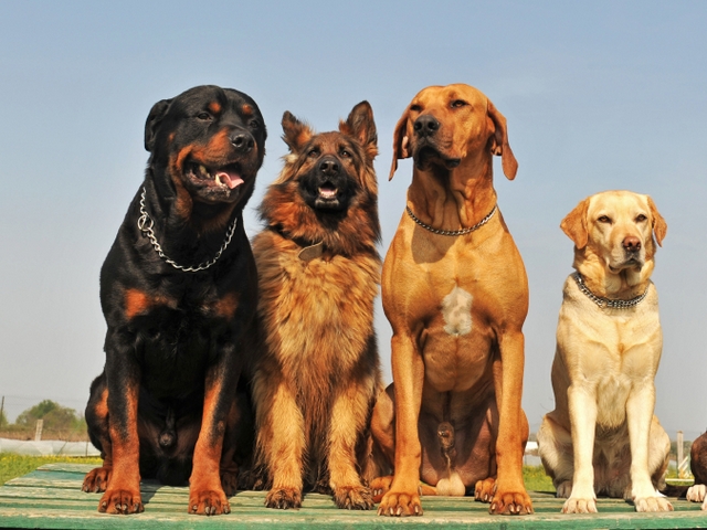 Крупные породы собак в Петровске | ЗооТом портал о животных